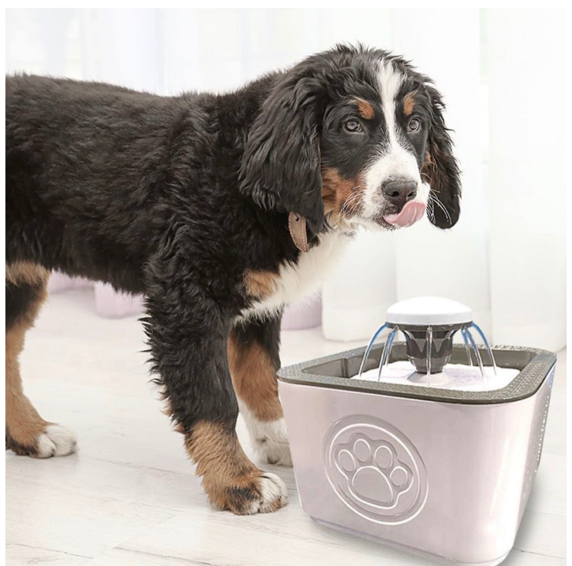 2.5L Automatic Pet Water Fountain – Fresh Filtered Water for Cats & Dogs